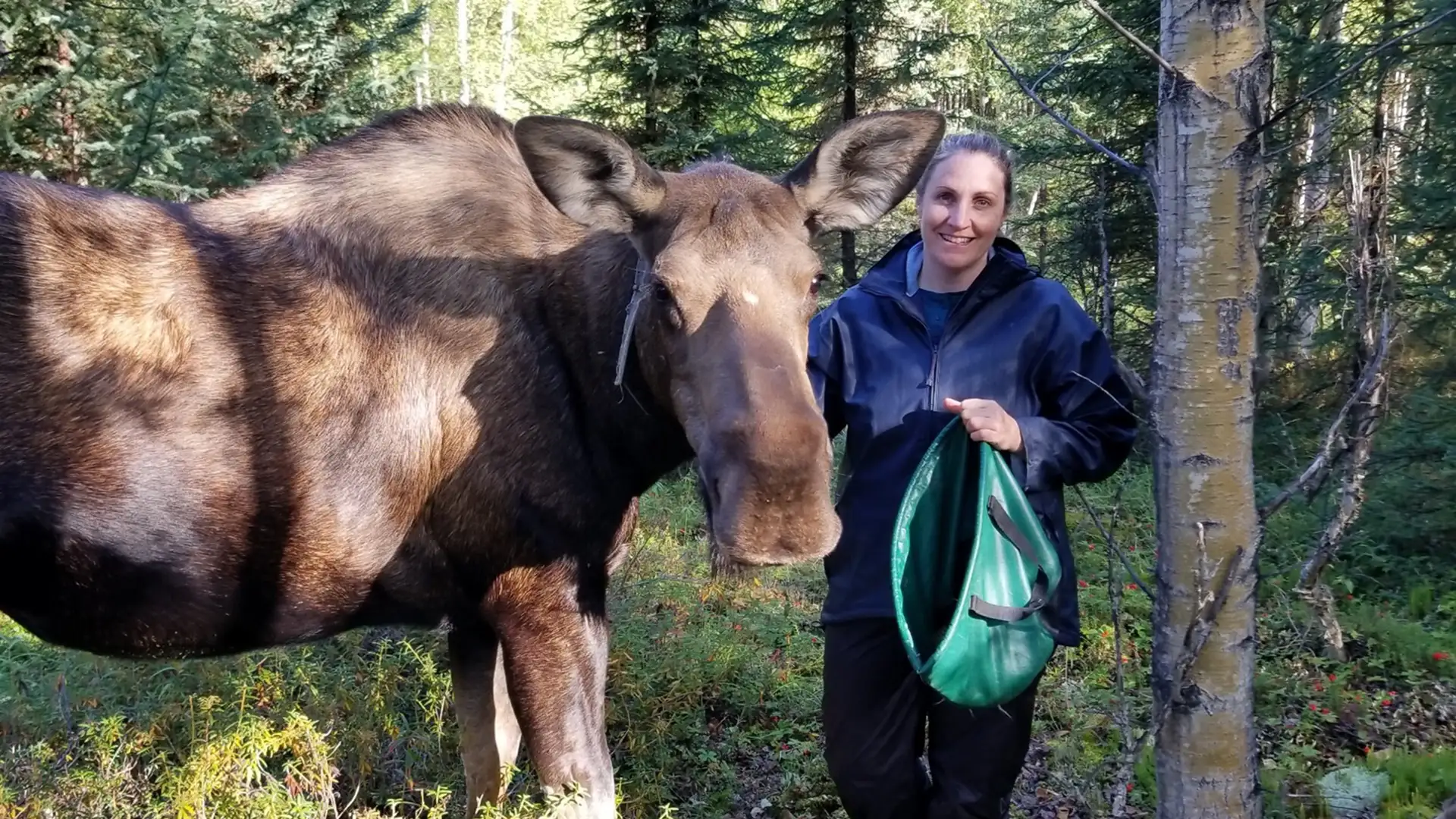 A person standing next to a cow moose while the moose is wearing a tracking collar.