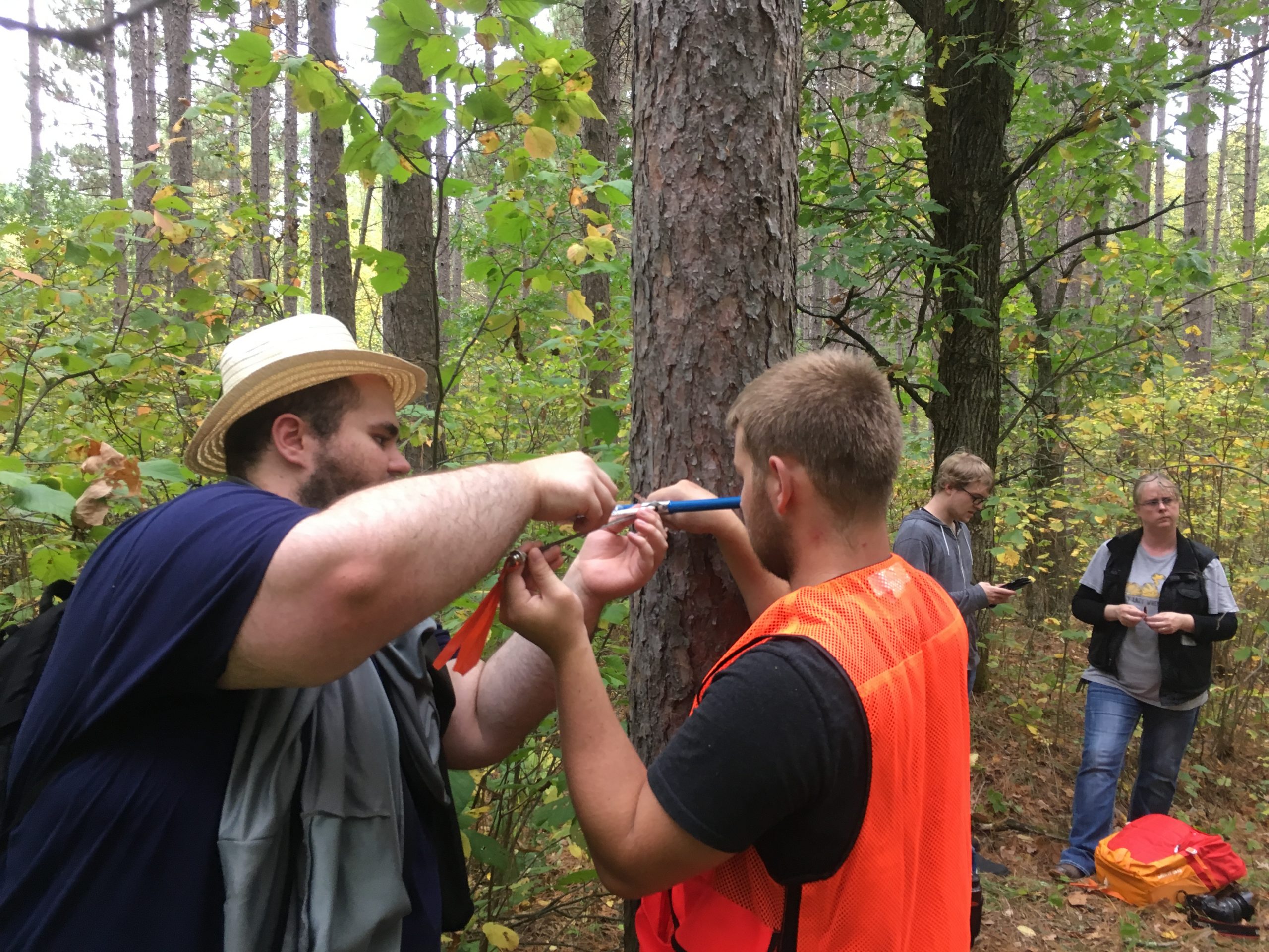 hobson forest sampling