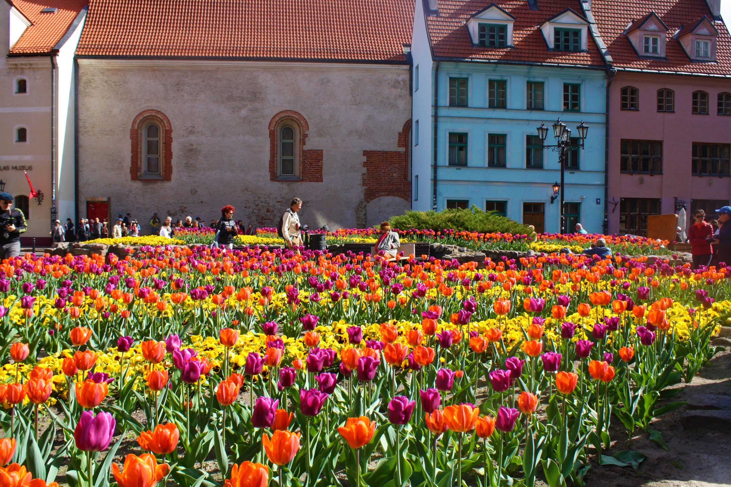 Latvia field of flowers