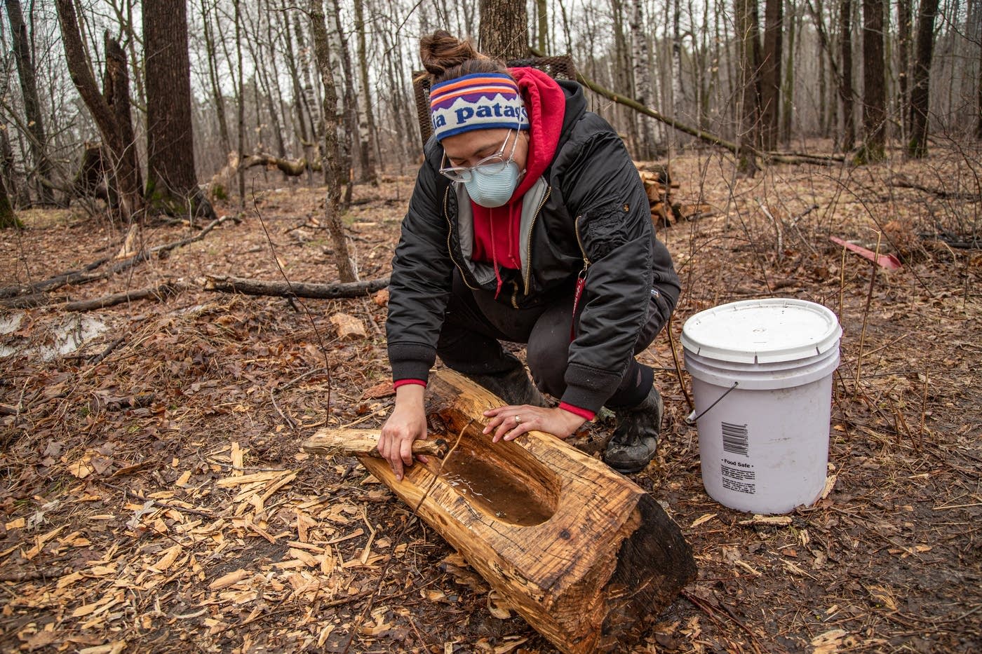 Awanookwe Kingbird-Bratvold extracts maple sap from a tree