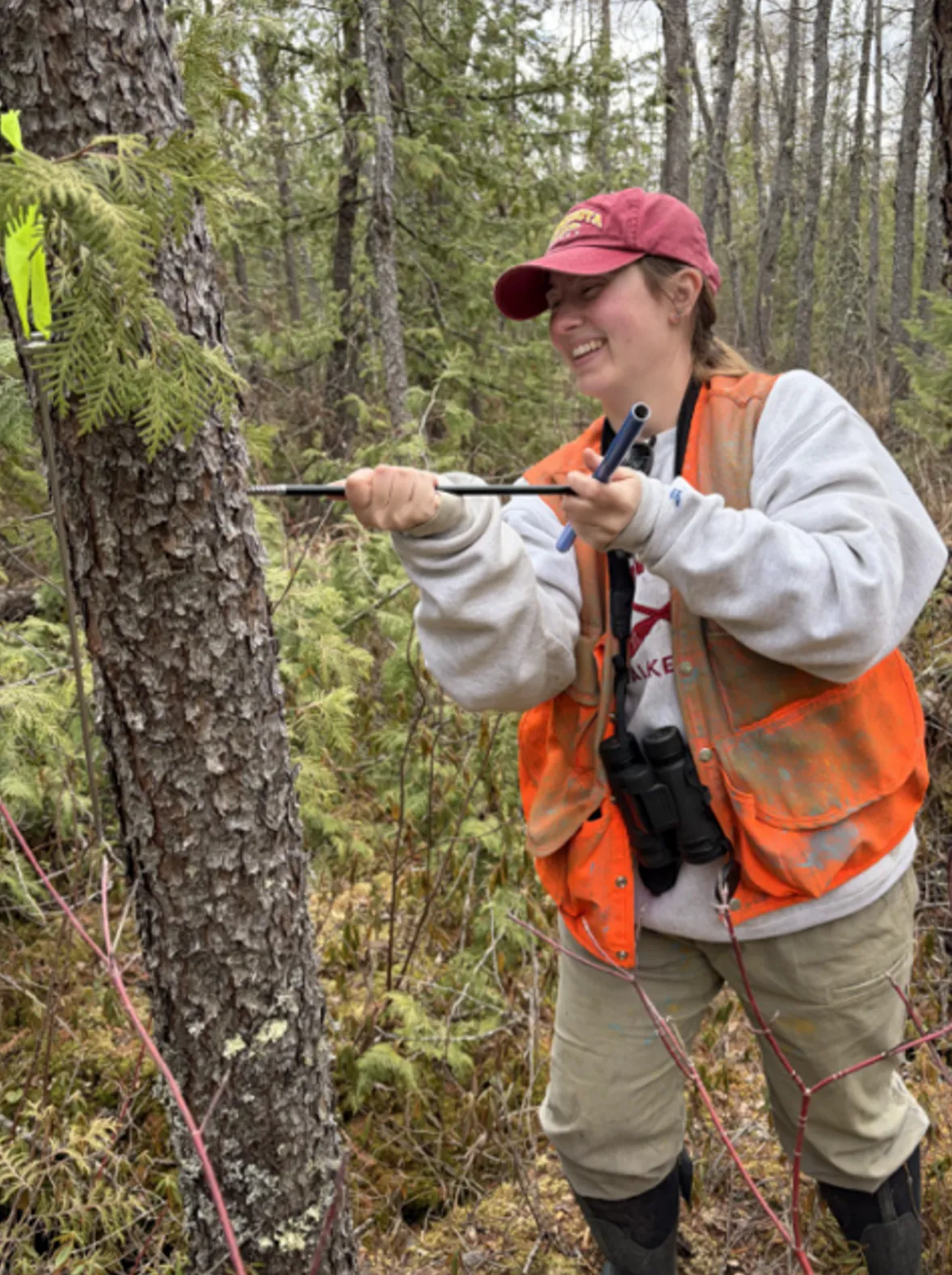 Student taking a core sample to perform dendrochronology research