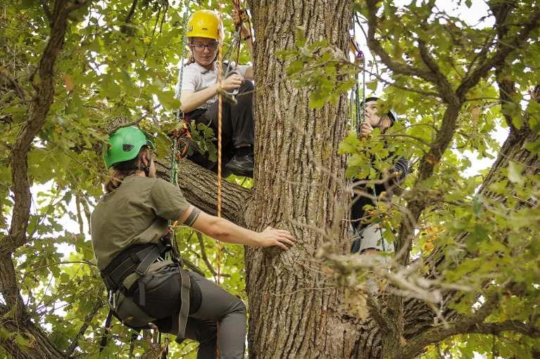 Three individuals in a tree.