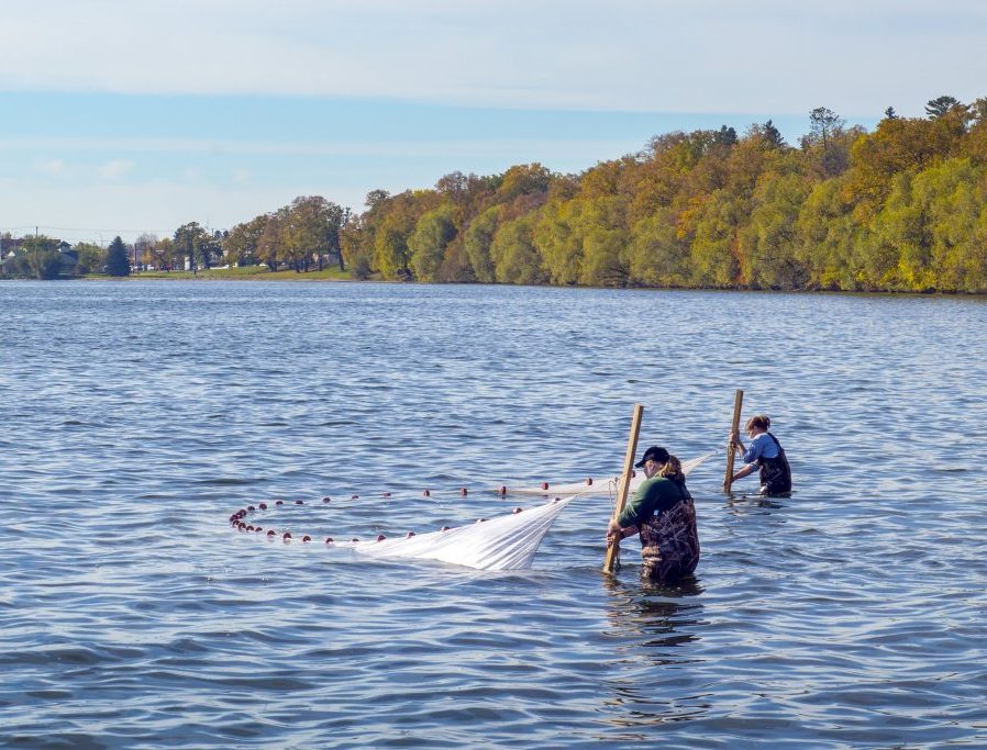 Students netting fish for research