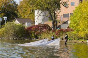 Aquatic biology students use nets to sample the population of species in Lake Bemidji along the BSU shore in October 2015.