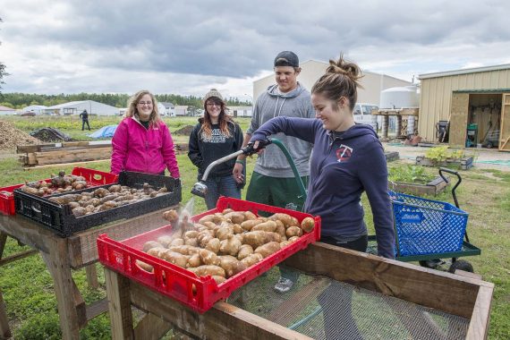 Students work in the garden at the Bemidji Community Food Shelf in September 2014 as part of a sociology course on social movements.