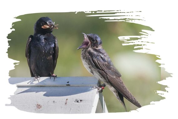 A juvenile martin awaits its insect meal.
