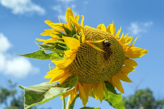 BSU's Gitigaan Garden
