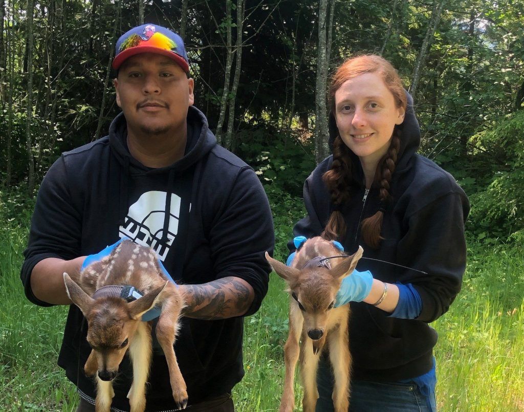 Kim Shelton (right), BSU graduate student studying biology, holding a collared fawn during her 2019 Niizhoo-gwayakochigewin internship with the Panthera Olympic Cougar Project in Washington.