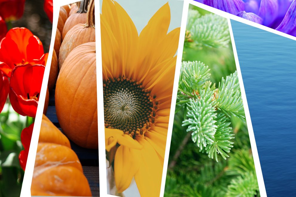 Red, orange, yellow, green, blue and purple nature in a collage