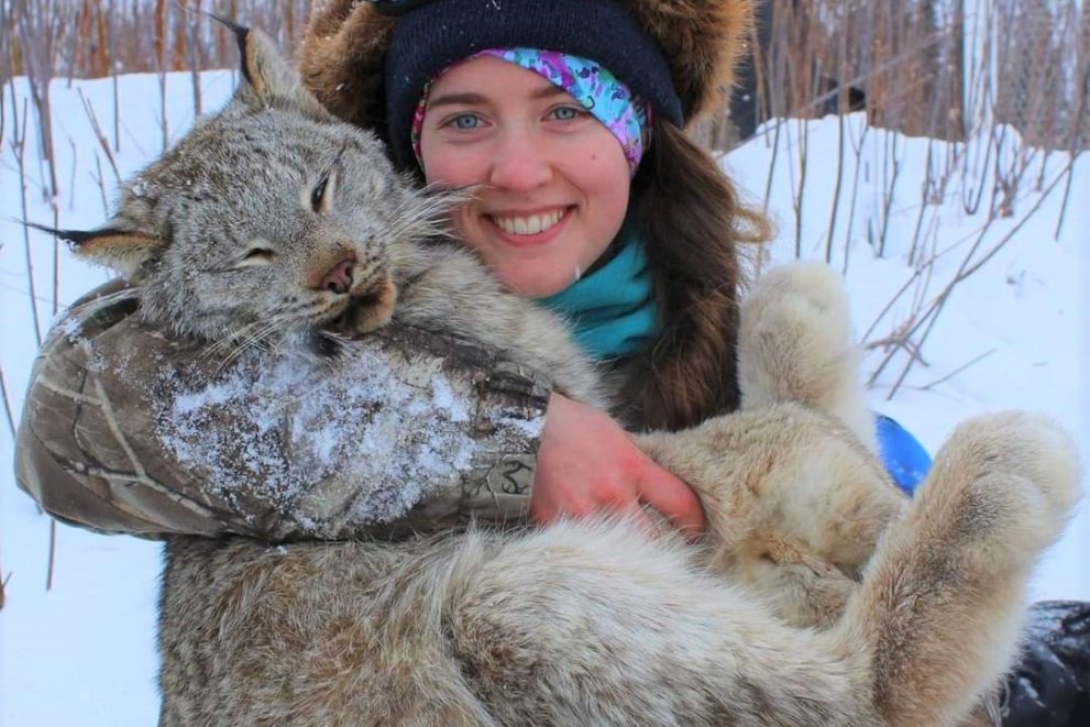 Maria Berkeland '15 holds a Canada lynx humanely captured as part of a research project
