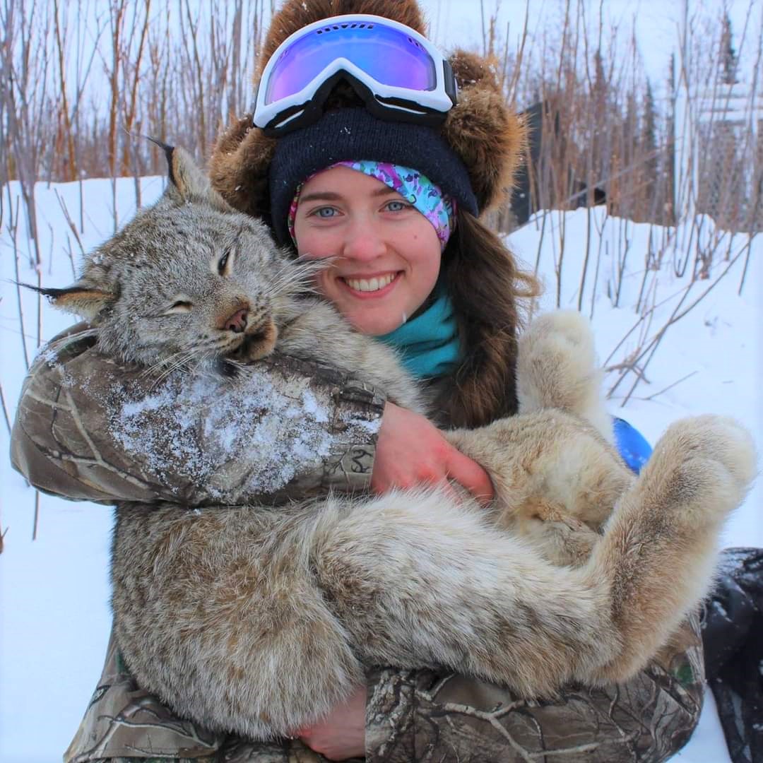 Maria Berkeland '15 holds a Canada lynx humanely captured as part of a research project