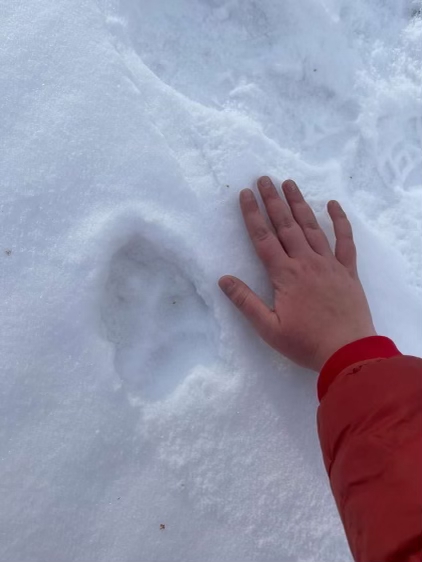 A hand next to a mountain lion track in the snow.