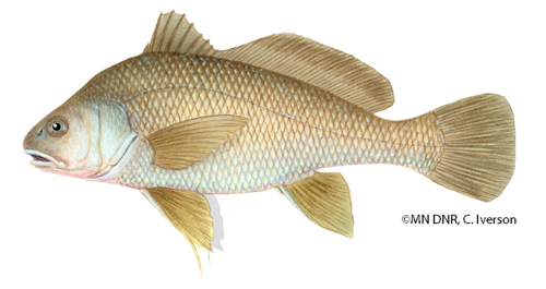 freshwater drum