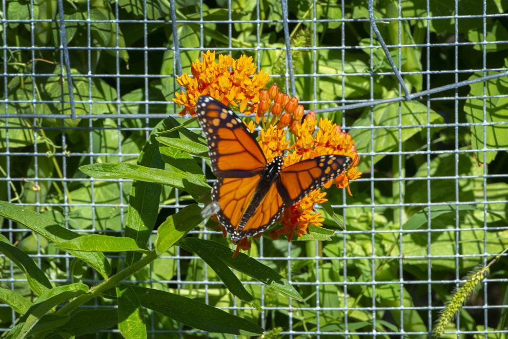 A photo of a monarch butterfly.