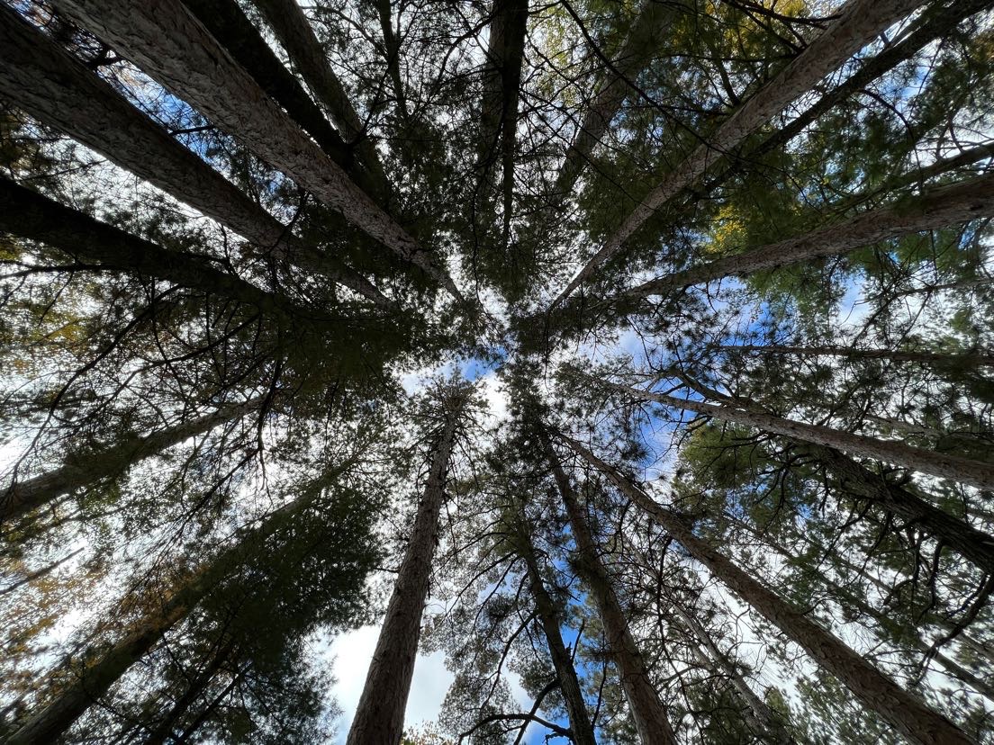 An image of towering pine trees