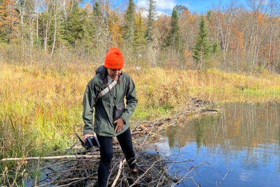 Author Lily crosses a stream by walking over a beaver dam