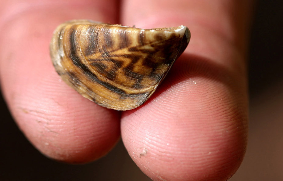 zebra mussel