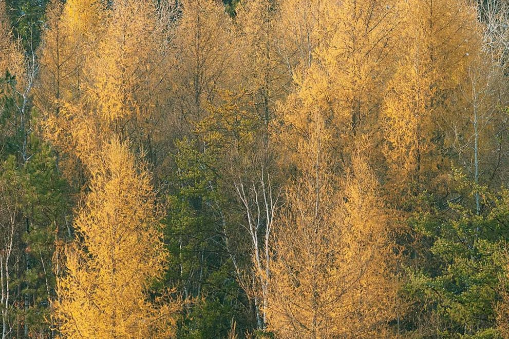 Trees in green and yellow fall colors