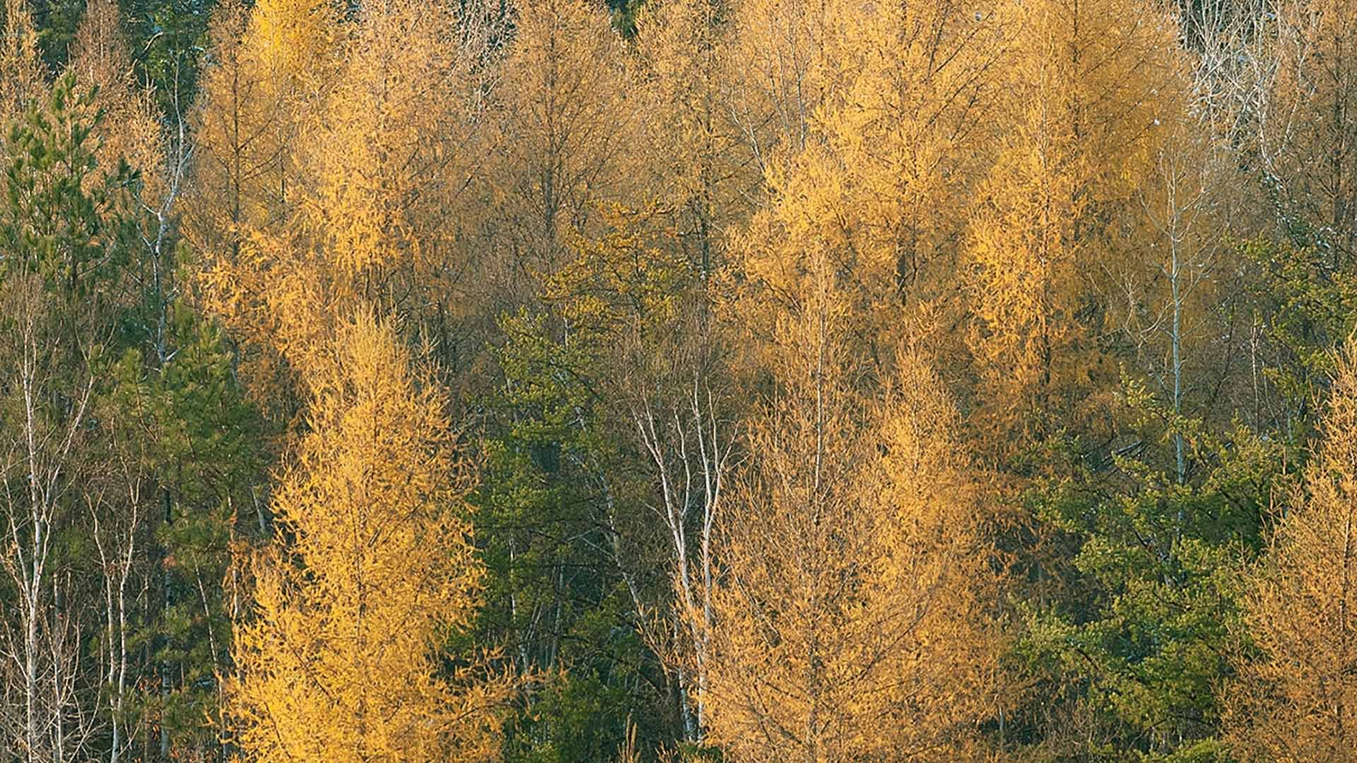 Trees in green and yellow fall colors