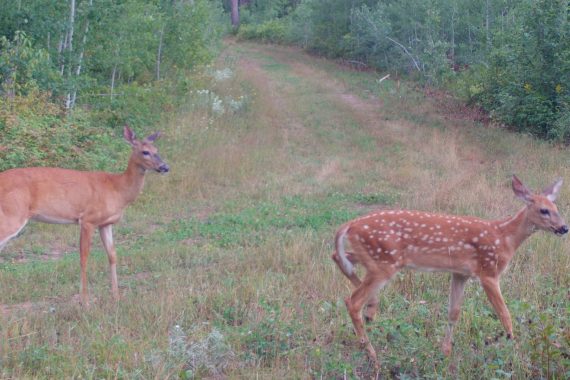 BSU Deer Survey Expertise Supports Fond du Lac Band’s Elk Restoration Project