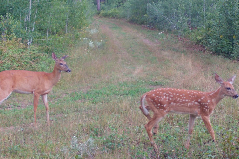 Two deer on the Fond du Lac Reservation
