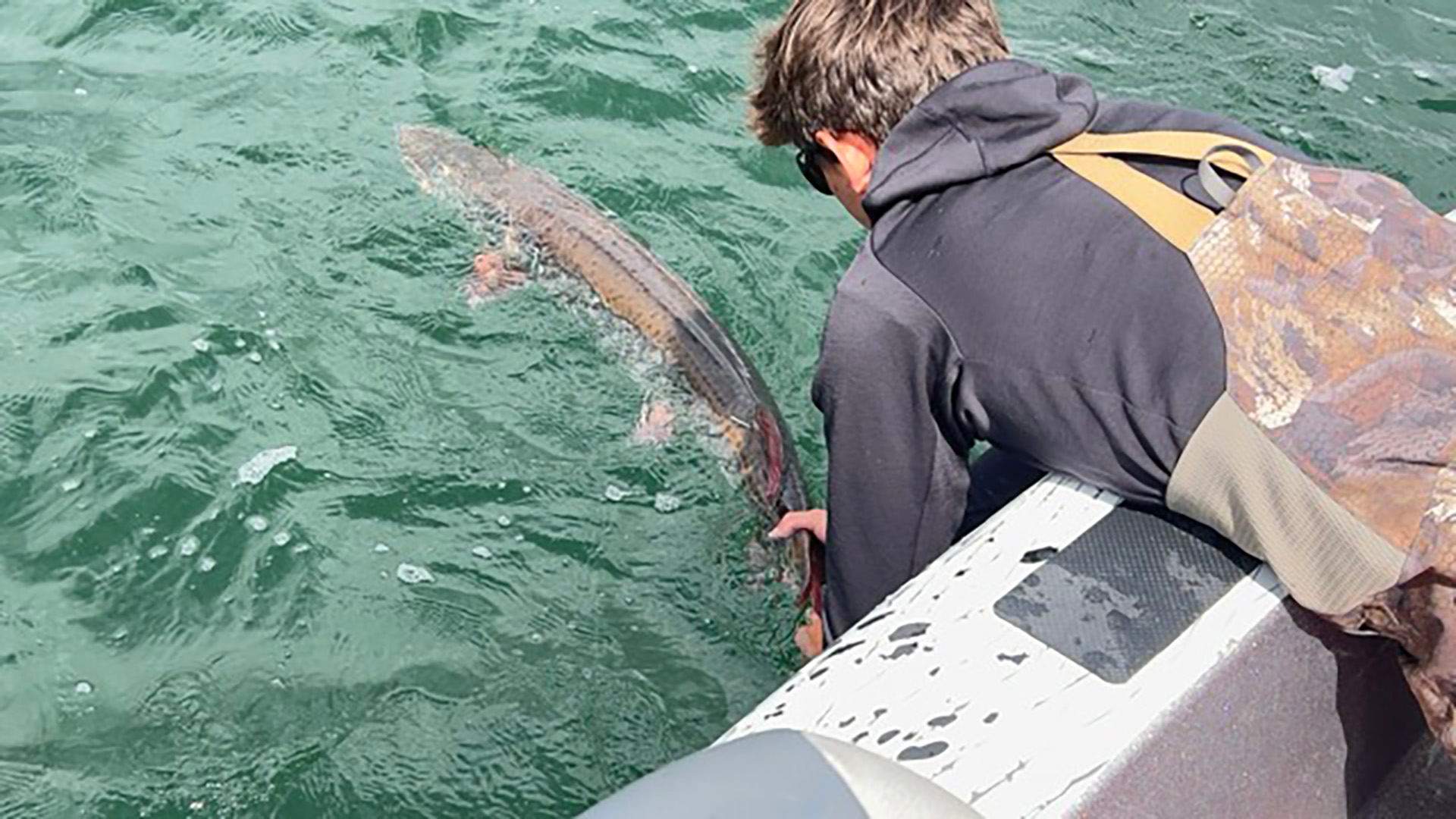 A tracked muskie is safely returned to Leech Lake.