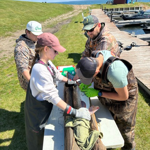 Four BSU students surgically implant a tracking capsule into a muskie.