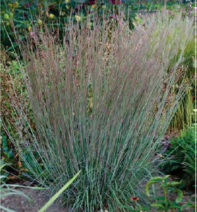 Little Bluestem (Schizachyrium scoparium)