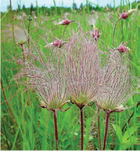 Prairie Smoke (Geum triflorum)