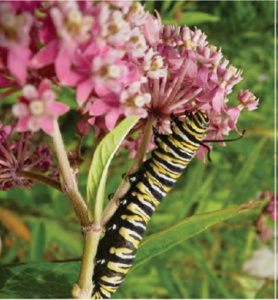 Swamp Milkweed (Asclepias incarnata)