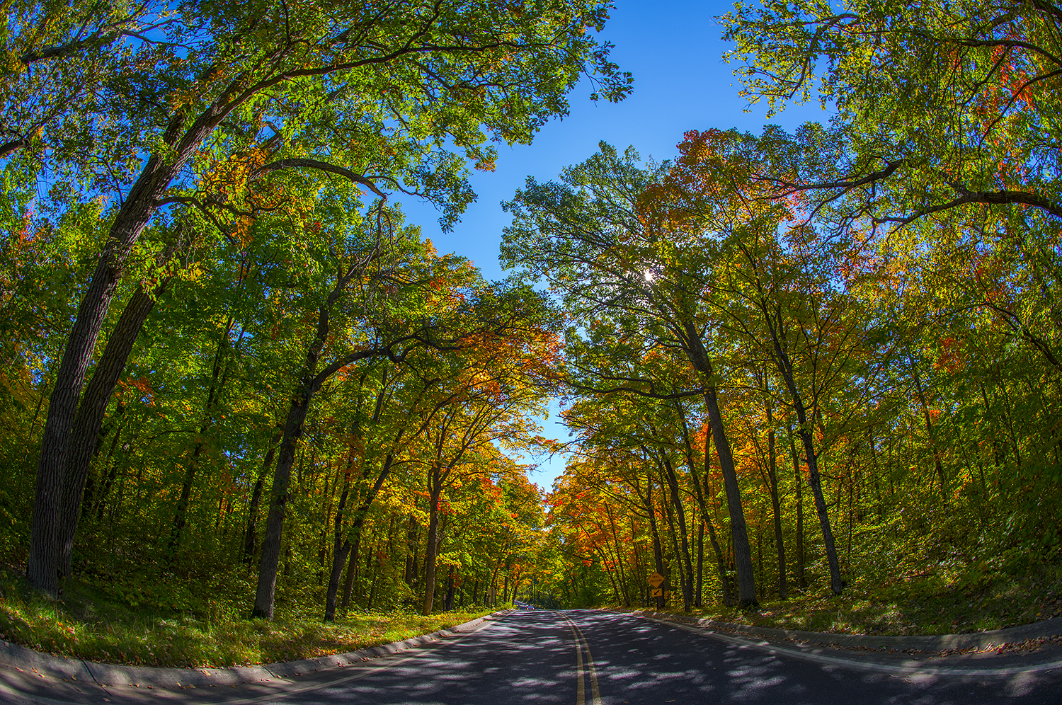 Empty road with fall trees overhead